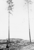Milsten i Morskoga i Ramsberg, 1970-tal