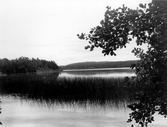 Åmmelången, 1984