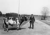 Man med tjur i Prästebol i Tysslinge, 1940-tal