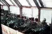 Blomlådor i växthuset på Björkhagen  i Yxtabacken i Hovsta, 1960-tal