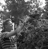 Gärna primitivt och jobbigt. 
22 juli 1959.