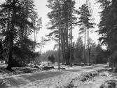 Från Vallaskogen 1902
