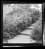 VÄXTER I SLÄNTEN, K VASTAD