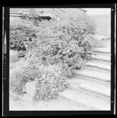 VÄXTER I SLÄNTEN, K VASTAD