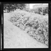 VÄXTER I SLÄNTEN, K VASTAD