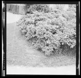 VÄXTER I SLÄNTEN, K VASTAD