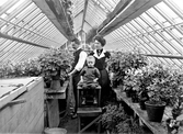 Trädgårdsmästare Elis Förstberg med fru och barn i ett växthus fyllt med pelargoner och andra krukväxter.