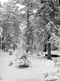 Från Vallaskogen 1903