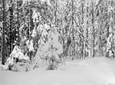 Vinter i Vallaskogen
