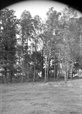 Skogsslänt i Baronbackarna före byggnation, 1950-09-30