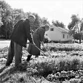 Knut och Maria Öberg rensar ogräs i trädgårdslandet.