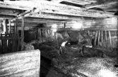 Interiör ladugård i Fastbo, med ko.
