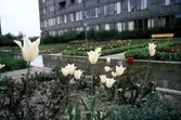Plantering på varuhuset Krämarens terass, 1965
