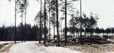 Skogsglänta vid bostadsområdet Brickebacken, 1971