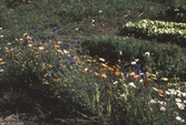 Blommor och grönsaker i koloniområde i Västhaga, 1970-tal
