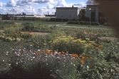 Blommor på koloniområde i Västhaga, 1970-tal