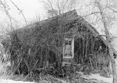 Igenväxt gammal stuga i Yxtabacken i Hovsta, 1981