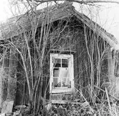 Trasiga fönster på gammal stuga i Yxtabacken i Hovsta, 1981