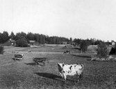 Kor på bete på Yxtabacken i Hovsta, 1920-tal
