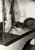 Katt äter på spishällen i Hovsta, 1960-tal