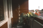 Balkong med blommor på Skäpplandsgatan i Västhaga, 1970