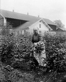 Kvinna plockar hallon i Ramsberg, 1920-tal