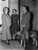 Två kvinnor och en man med en ledarhund, Uppsala 1938