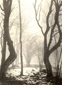Träd i Garphyttans nationalpark, 1952