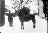 Häst till slakt från Fälön, Börstils socken, Östhammar, Uppland 1914