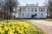 Vänersborgs museum. Påskliljor i Museieparken