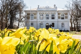 Vänersborgs museum. Påskliljor i Museieparken