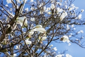 Vänersborg. Magnolian blommar i Museieparken