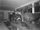 Mjölkning på Ruders egendom