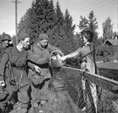 Tre soldater från Hälsinge Regemente, I 14, får äpplen av en kvinna