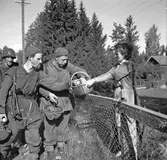 Tre soldater från Hälsinge Regemente, I 14, får äpplen av en kvinna