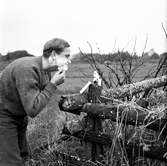 En soldat från Hälsinge Regemente, I 14, rakar sig under en fältövning