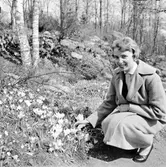 Ung kvinna sittandes med krokusar i en skogsbacke