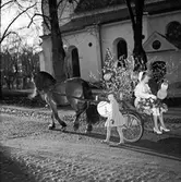 Kvinnlig student åker en hästdragen kärra påväg hem