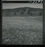 1708 F Mölnlycke väverier, Hällingsjö