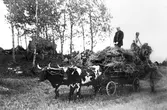 Hölass dragen av två oxar i Mosås, 1940-tal