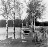 Bil kör på översvämmad väg genom allé vid Ervalla, 1977