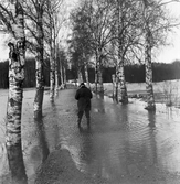 Erik Hedberg går på översvämmad väg i Ervalla, 1977