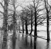 Vårfloden har svämmat över väg i Ervalla, 1977