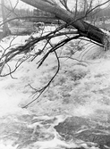 Kraftig vårflod blir översvämning i Hammarby i Nora, 1977