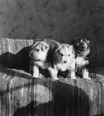 Hundvalpar i Hovsta 1940-tal