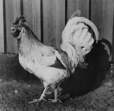 Tuppen Galli i Hovsta, 1930-tal