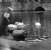 Svanar i Kvarndammen, 1930-tal