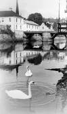 Svanar i Arboga, ca 1950