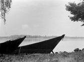 Hjälmarsnipor uppdragna på land i Hjälmaren, ca 1950