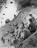 Man och barn som matar fåglar i Slottsparken, ca 1950